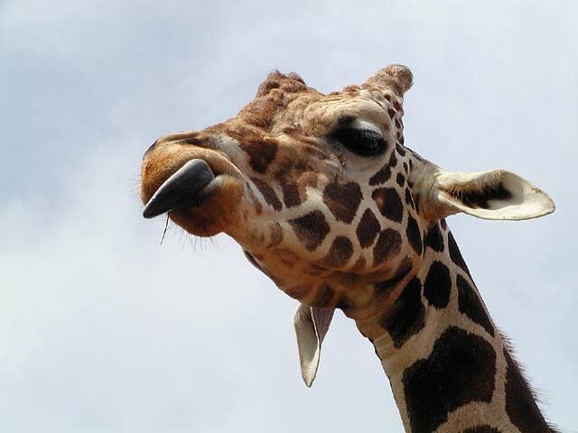 Giraffe_CU.jpg