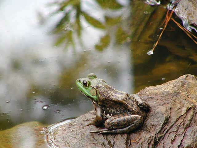 frog640.jpg
