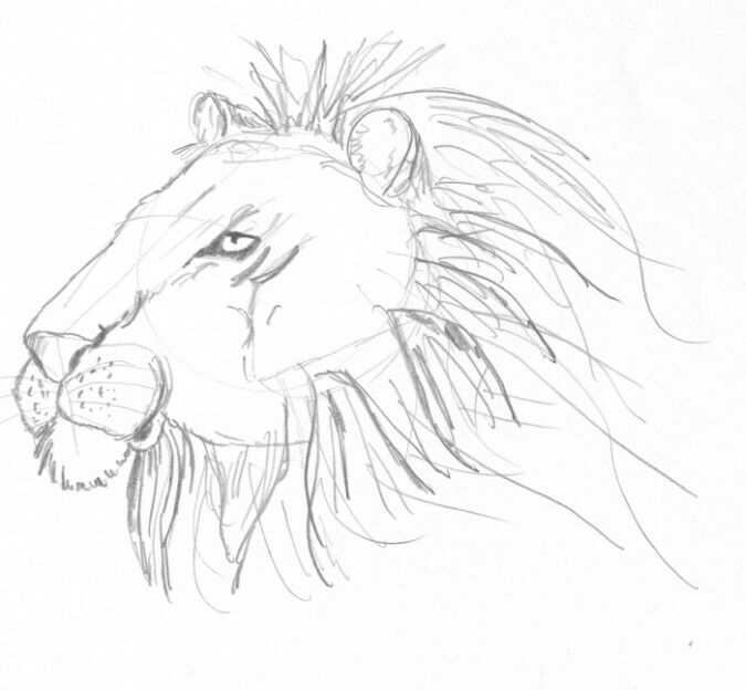LionHead.jpg
